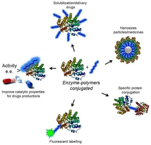 Enzyme/Antibody conjugation